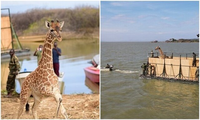 Не оставили в беде: в Кении жирафов спасли с затопленного острова 