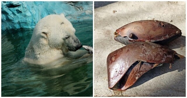В зоопарке Екатеринбурга белый медведь съел брошенный посетителями резиновый мяч и умер