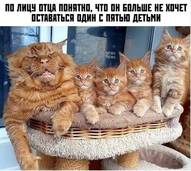 Весёлые истории от наших питомцев