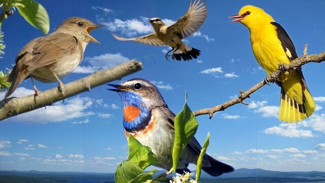 Весенние голоса тридцати певчих птиц