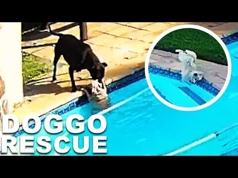 В ЮАР собака вытащила «подругу» из бассейна