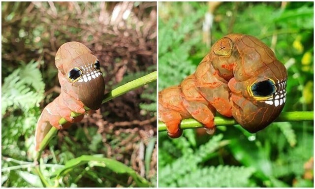 Природа сотворила: жутковатое насекомое из Австралии