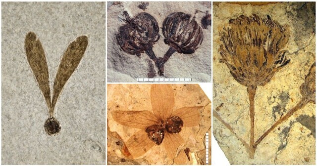 Ископаемое искусство: 20 прекрасных отпечатков растений, которые когда-то жевали динозавры