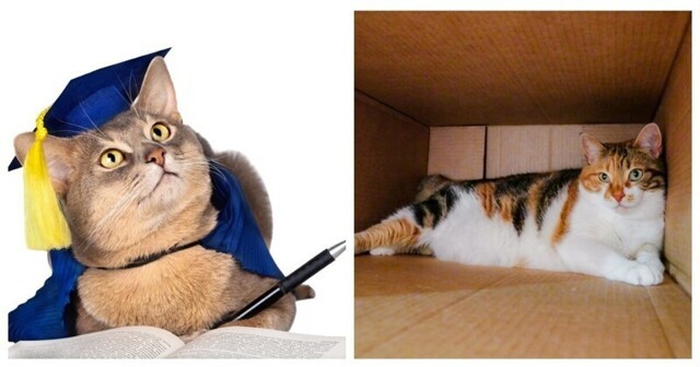 Коты умеют создавать "виртуальные" коробки