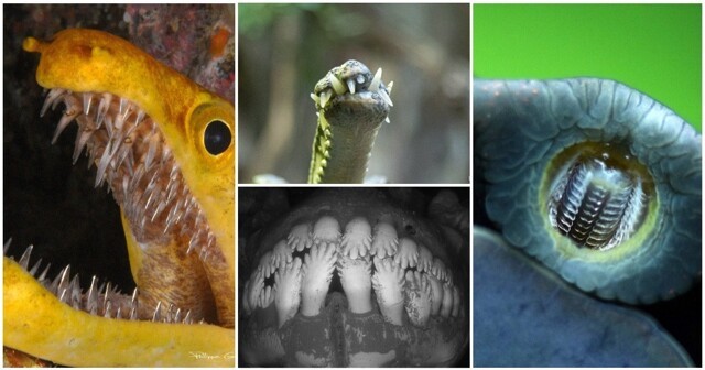 ТОП-20 удивительных зубов из мира животных