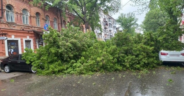 В Саратове на проезжую часть упало старое дерево: повреждения получили четыре автомобиля