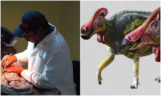 Ученые открыли новый вид динозавра