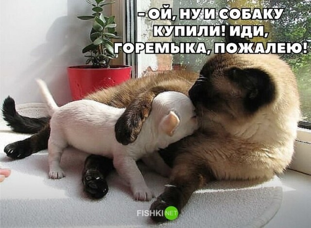 Смешные и познавательные картинки