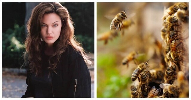Анджелина Джоли снялась в неожиданной фотосессии с роем пчёл