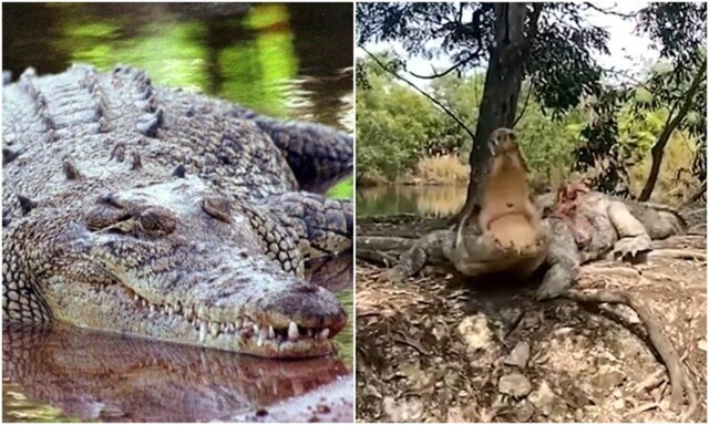Акела промахнулся: в Австралии крокодил не смог поймать свой обед