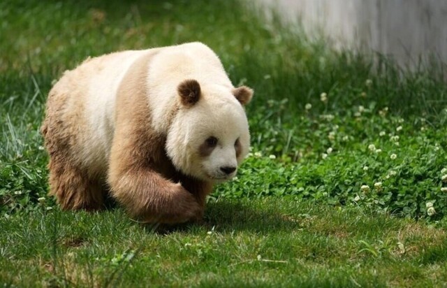 Редкая коричневая панда попала в фотоловушку в Китае