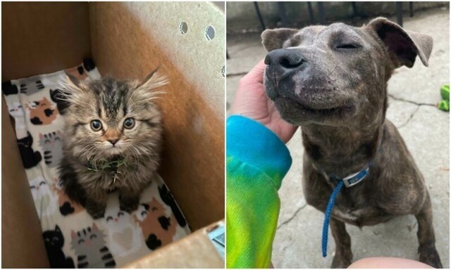 20+ бездомных животных, которые узнали, что такое любовь человека