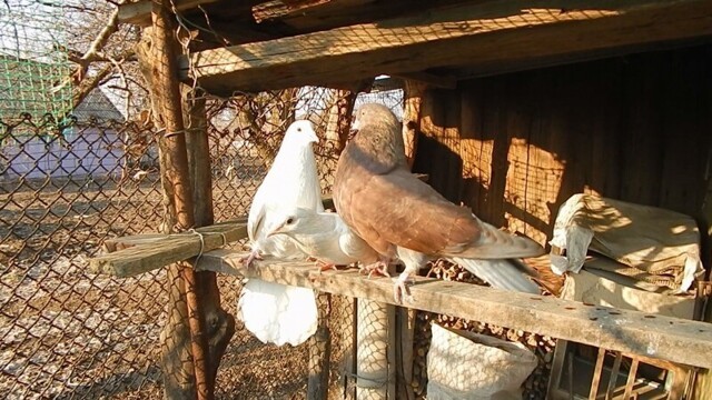 Два голубя ухаживают за одной голубкой