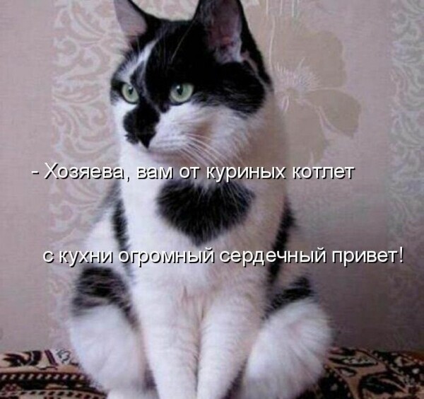 Всякая всячина. Прикольные картинки с животными и другое
