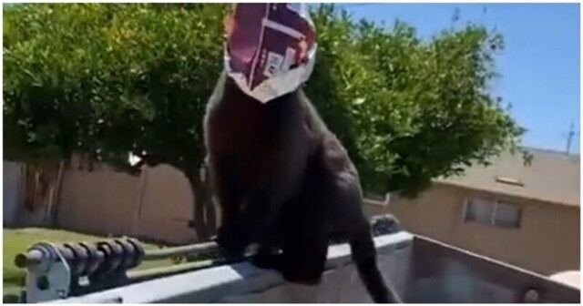 Любопытный кот с пакетом на голове