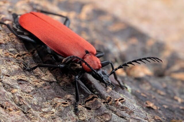 Довольно редкий жук в наших широтах - огнецветка багряная