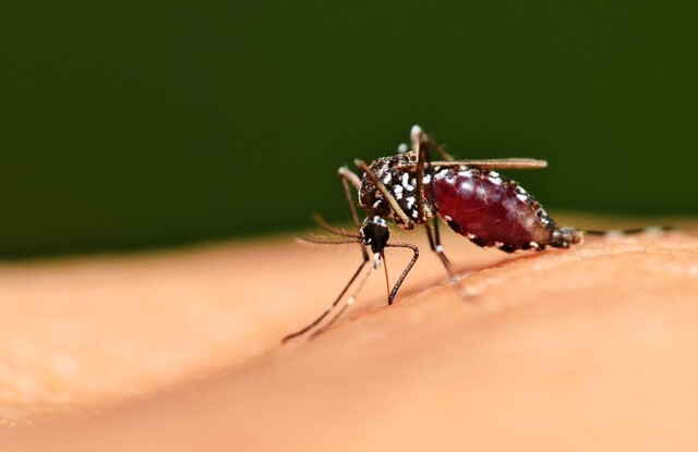 Бой крылатым и ползающим: почему важна борьба с комарами и клещами?