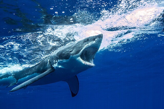 Как живёт белая акула: 9 интересных привычек и особенностей кархародона