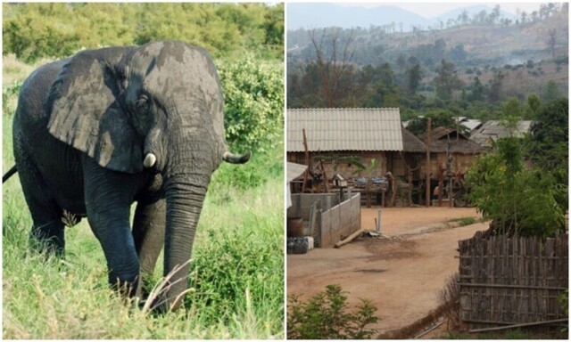 В Индии изгнанный стадом слон затоптал 16 жителей деревни