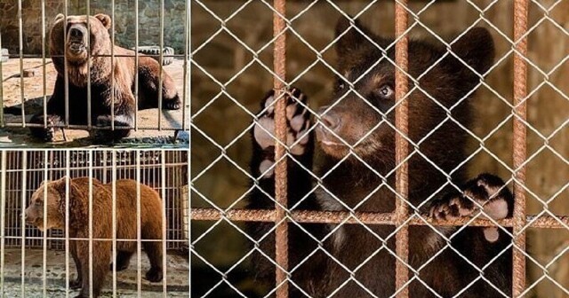 Украинские зоозащитники спасли семейство медведей