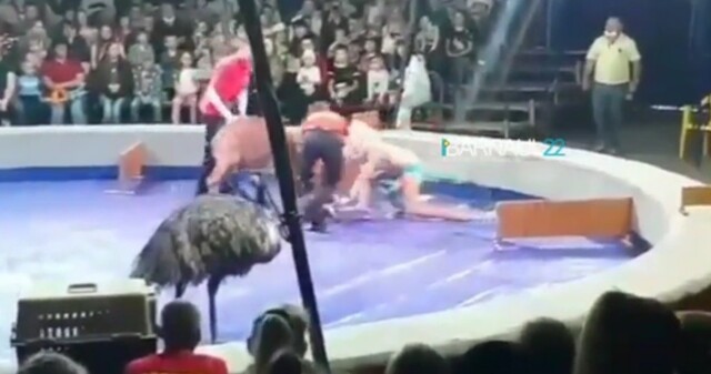 На сцене барнаульского цирка олень забодал дрессировщицу: видео