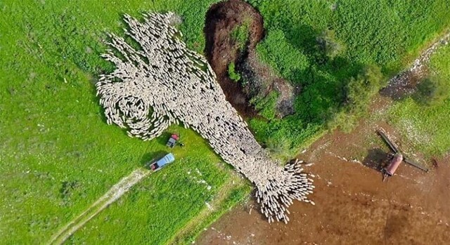Завораживающий таймлапс: стадо овец напоминает живую картину