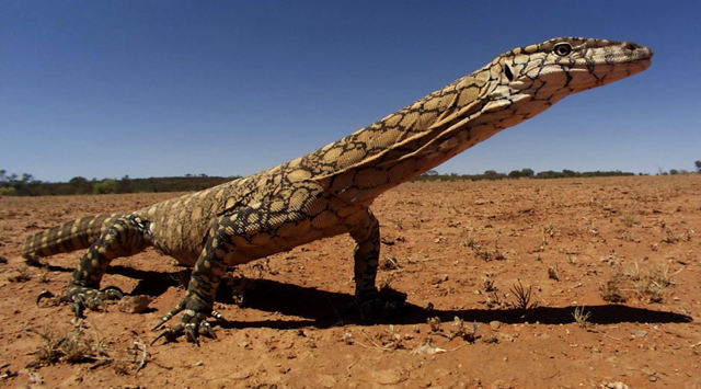Гигантский варан: Опасный и агрессивный хищник, который не даёт австралийской фауне окончательно загнуться