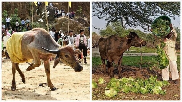 Пьяные буйволы подвели индийских самогонщиков под монастырь