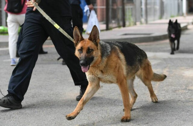 Робких собак уволили из китайской полиции и продали на аукционе