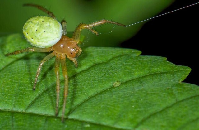 Крошечный паук, похожий на арбуз