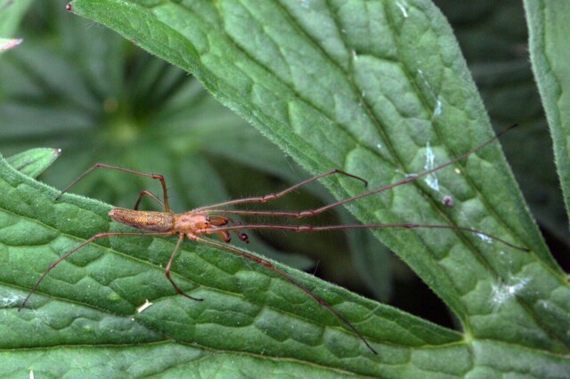 Тетрагната Монтана: Опасен ли дачный паук с очень длинными лапами? Странное поведение паука после «зомбирования» осой