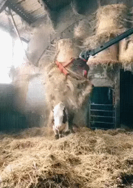 Смекалистая корова