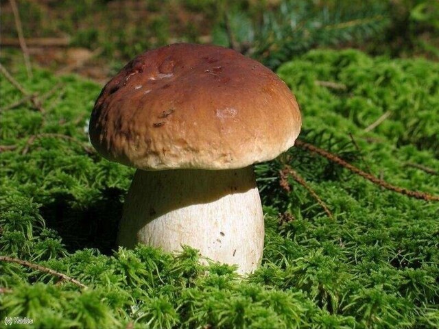 Интересные факты о белых грибах