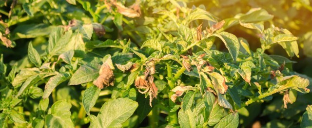 Пожелтела ботва: чем грозит пожелтение картофельных листьев летом?