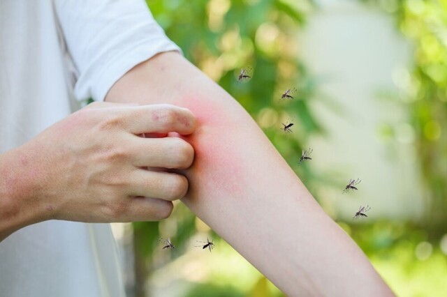 Ученый: Стая мошек и комаров может лишить человека жизни за два часа