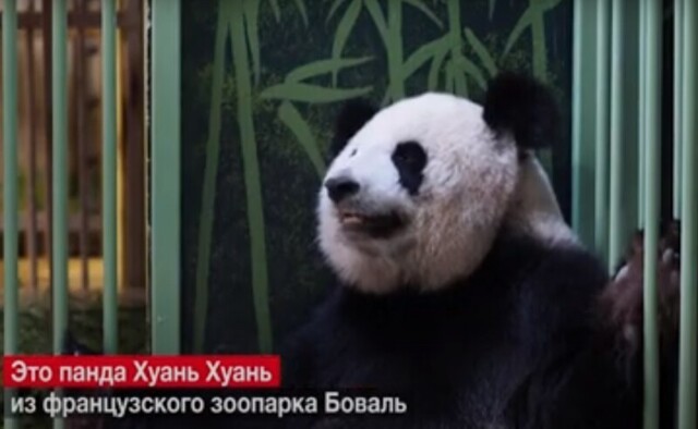 А у нас сегодня панда родила двоих пандят