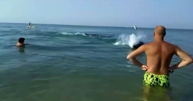 Дельфин бросил рыбу в туристку на берегу Черного моря