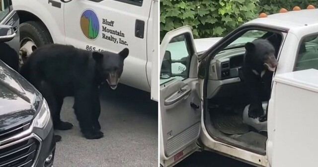 Голодный медведь забрался в несколько автомобилей в поисках перекуса 