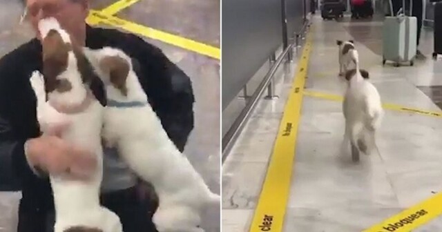 Он вернулся! Радостные собаки встречают хозяина в аэропорту