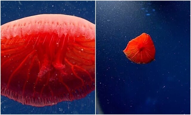 Ученые нашли в океане необычную красную медузу