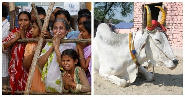 В Индии закатили шикарные поминки после смерти быка