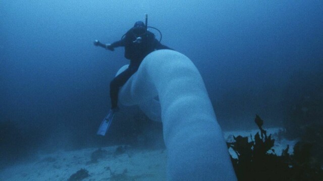 Невероятное существо Пиросома: 15-ти метровая призрачная сосиска