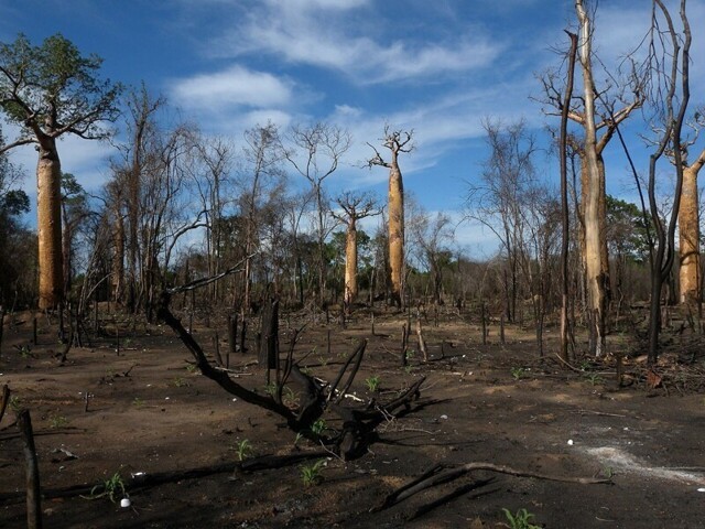 Экологические проблемы острова Мадагаскар