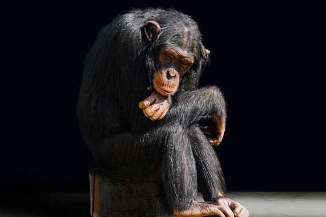 Из-за любовных отношений с шимпанзе женщине запретили приходить в зоопарк