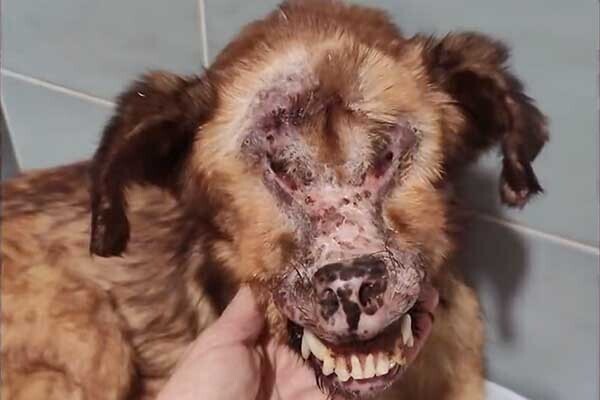 Собака без лица: ужасная история со счастливым концом
