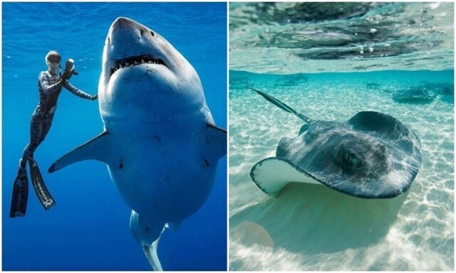 В океанах медленно исчезают акулы и скаты