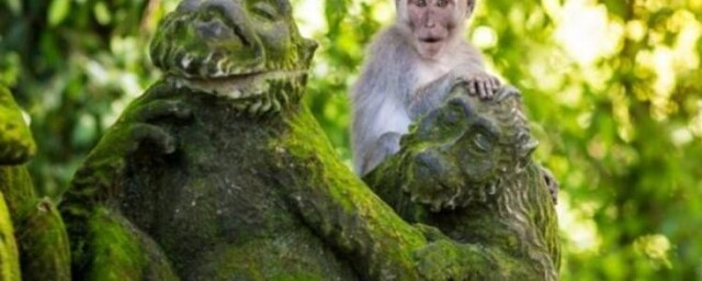 Балийские обезьяны начинают вторгаться в дома людей