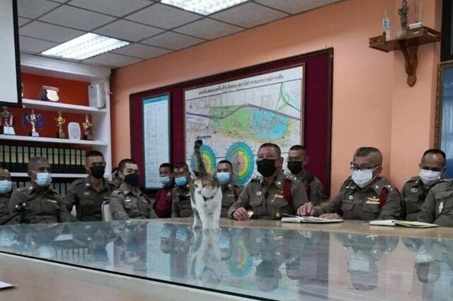 Котопост на позитиве