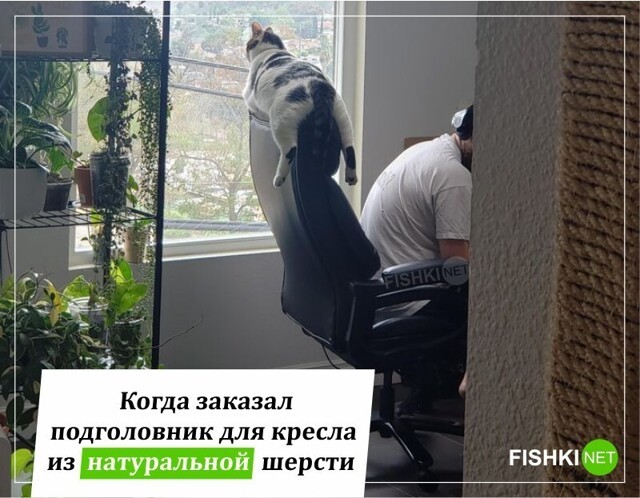 Смешные и познавательные картинки