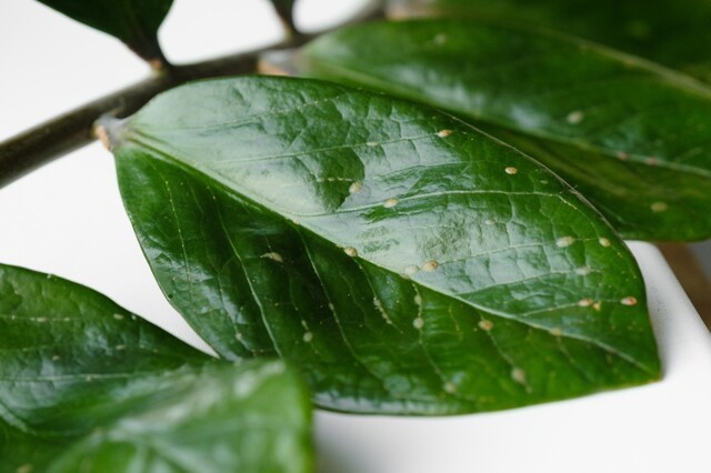 Причины липкости листьев комнатных растений и профилактические меры для ее предупреждения